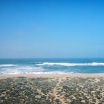 The Rise of Citizen Science: Crowdsourcing Solutions for a Sustainable Future
